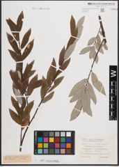 Foto von Salix caprea L. x Salix eleagnos Scop.
